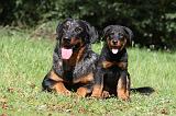 BEAUCERON - ADULTS and PUPPIES 024